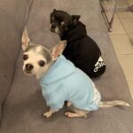 2021-Winter-Pet-Dog-Clothes-Dogs-Hoodies-Fleece-Warm-Sweatshirt-Small-Medium-Large-Dogs-Jacket-Clothing.jpg