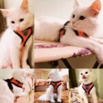 Cat-Dog-Harness-Adjustable-Vest-Walking-Lead-Leash-For-Puppy-Dogs-Collar-Polyester-Mesh-Harness-For.jpg