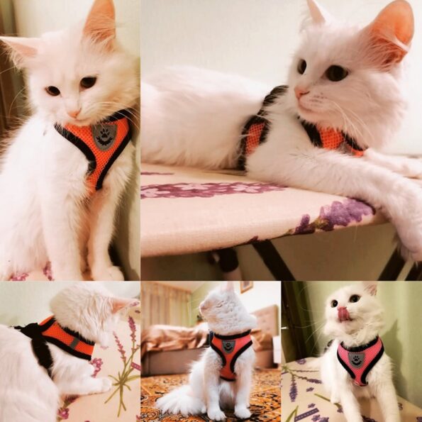 Cat-Dog-Harness-Adjustable-Vest-Walking-Lead-Leash-For-Puppy-Dogs-Collar-Polyester-Mesh-Harness-For-1.jpg