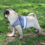 Pet-Dog-Vest-Harness-Leash-Adjustable-Reflective-Mesh-Vest-Dog-Harness-Collar-Chest-Strap-Leash-Harnesses.jpg