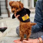 Winter-Pet-Dog-Clothes-Cartoon-Cute-Dog-Hoodies-Coats-Puppy-Clothing-Jacket-For-Small-Medium-Dogs.jpg